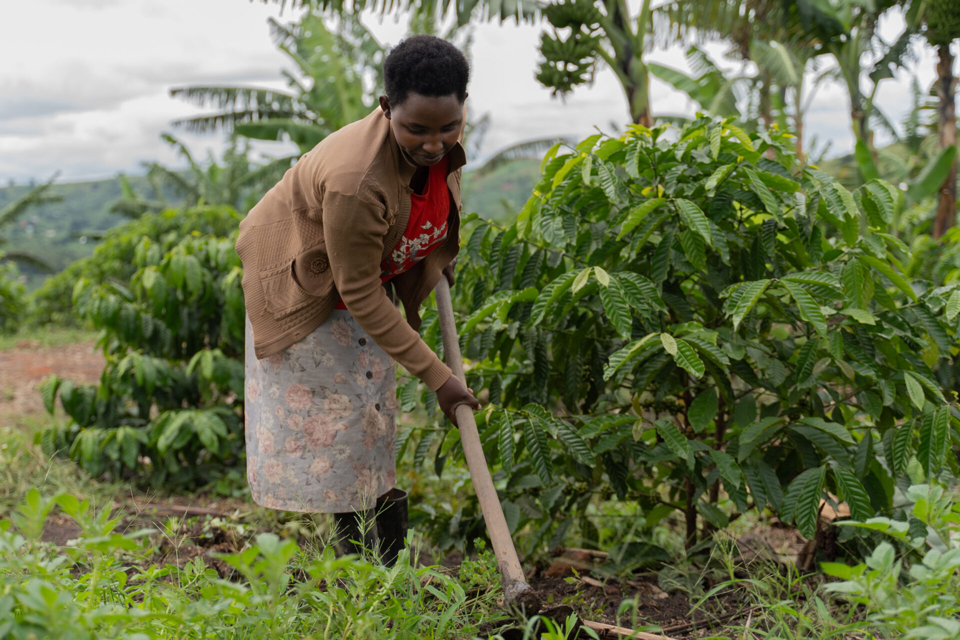 Coffee-Kuwasha-International-Development-Society