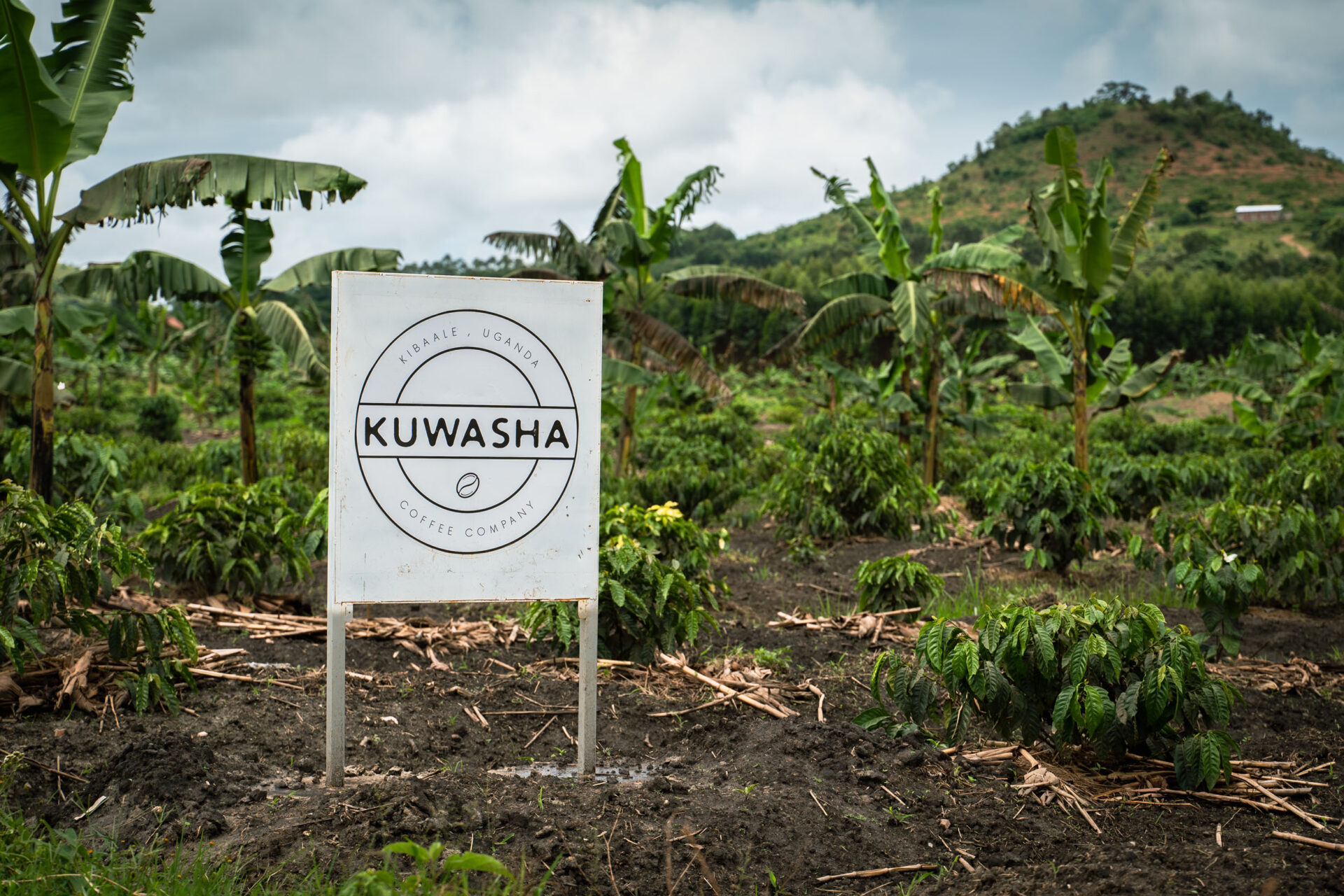 Coffee-Kuwasha-International-Development-Society